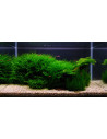 Tropica Set Layout 104 (28L)