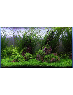 Tropica Lot Aquascaping Facile - Layout 113 (75L)