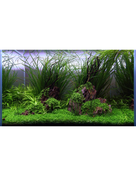 Tropica Lot Aquascaping Facile - Layout 113 (75L)