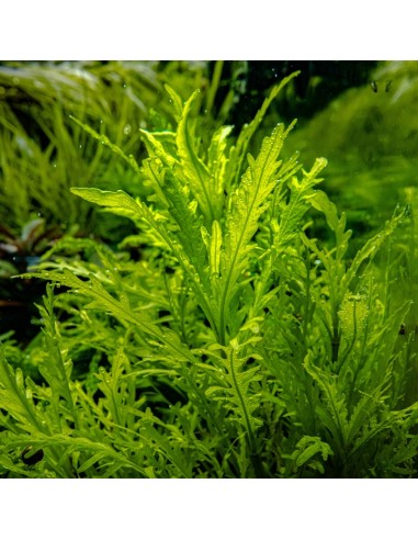 Hygrophila odora  - In vitro Tropica Tropica - 2