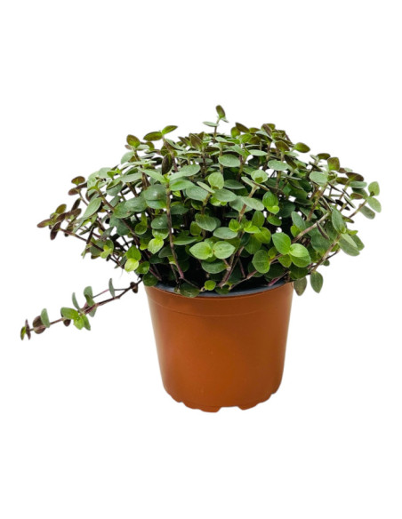 Callisia repens pour terrarium