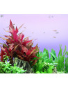 Alternanthera reineckii 'Red'