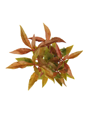 Alternanthera reineckii 'Red'