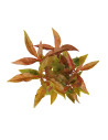 Alternanthera reineckii 'Red'