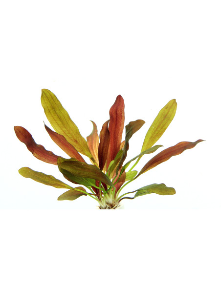 Echinodorus 'Red Chameleon'