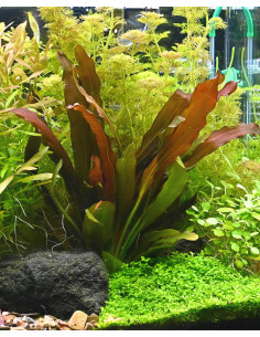 Echinodorus 'Red Chameleon'