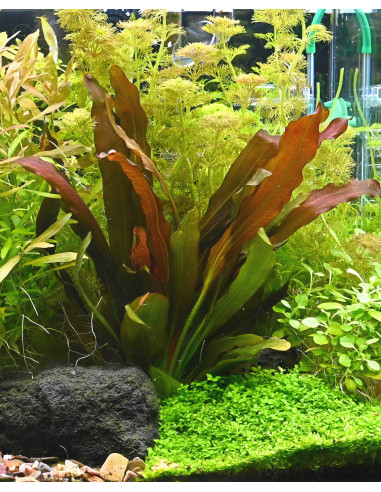 Echinodorus 'Red Chameleon'