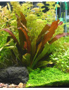 Echinodorus 'Red Chameleon'