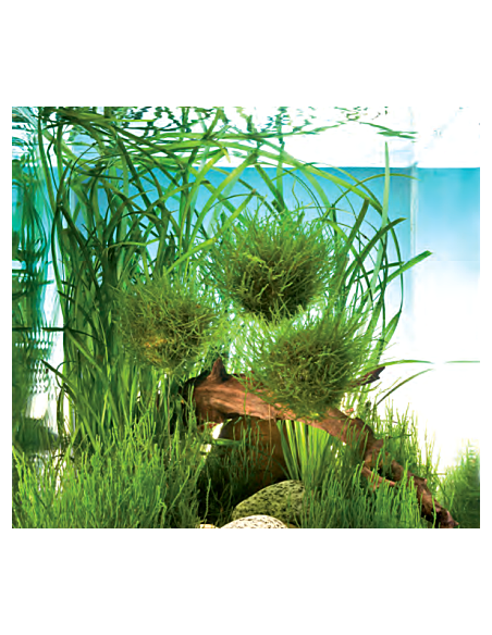 Biosphère Ball pour aquarium d'eau douce - Aquabota