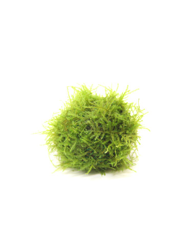 Biosphère Ball pour aquarium d'eau douce - Aquabota