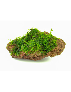 Mousse sur roche pour aquarium d'eau douce - Aquabota
