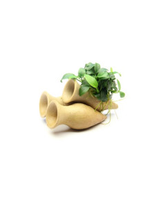 Anubias nana sur amphore pour aquarium d'eau douce - Aquabota