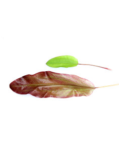 Echinodorus 'Green Chameleon'