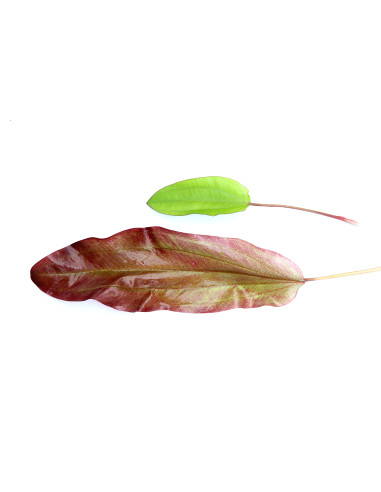 Echinodorus 'Green Chameleon'