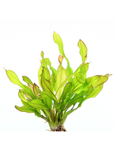Echinodorus 'Green Chameleon'