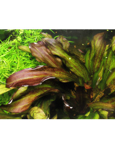 Echinodorus 'Green Chameleon'