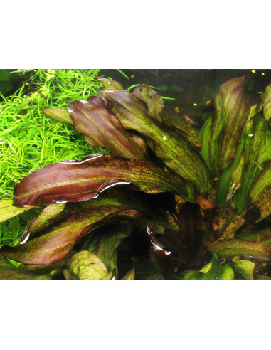 Echinodorus 'Green Chameleon'