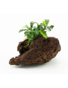 Bucephalandra pour aquarium d'eau douce - Aquabota