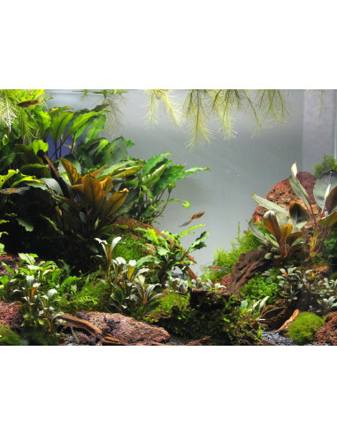 Bucephalandra pour aquarium d'eau douce - Aquabota