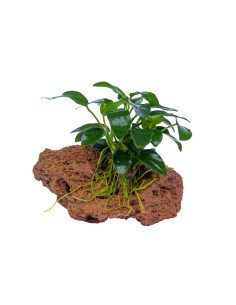 Anubias nana sur lave pour aquarium d'eau douce - Aquabota