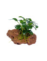 Anubias nana sur lave pour aquarium d'eau douce - Aquabota