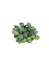 Anubias barteri pour aquarium d'eau douce - Aquabota