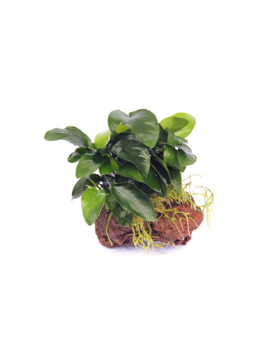 Anubias barteri pour aquarium d'eau douce - Aquabota