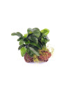Anubias barteri pour aquarium d'eau douce - Aquabota
