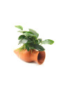 Anubias barteri sur amphore pour aquarium d'eau douce - Aquabota