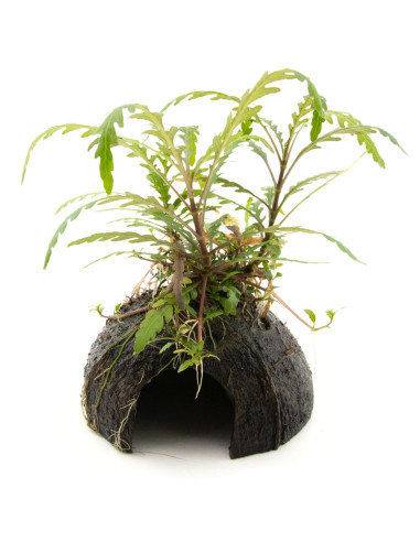 Hygrophila pinnatifida pour aquarium d'eau douce - Aquabota