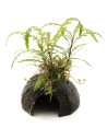 Hygrophila pinnatifida pour aquarium d'eau douce - Aquabota