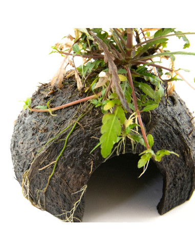 Hygrophila pinnatifida pour aquarium d'eau douce - Aquabota
