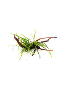 Microsorum pteropus 'Trident'sur racine