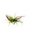 Microsorum pteropus 'Trident'
