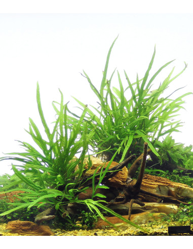 Microsorum pteropus 'Trident'