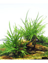 Microsorum pteropus 'Trident'