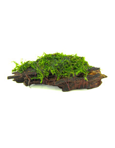 Mousse sur bois pour aquarium d'eau douce - Aquabota