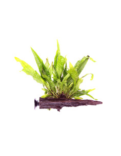 Microsorum pteropus sur racine ventouse