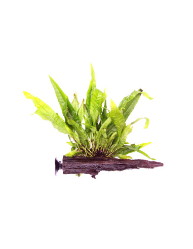 Microsorum pteropus