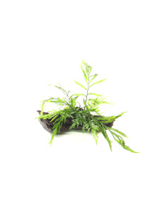 Bolbitis heudelotii