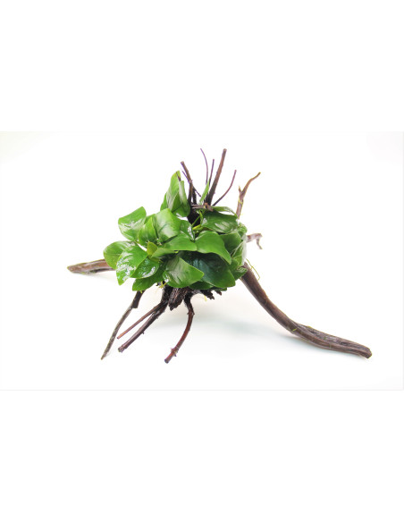 Anubias nana Spiderwood