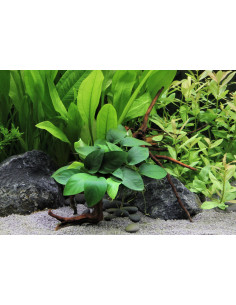 Anubias nana Spiderwood