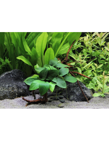 Anubias nana Spiderwood
