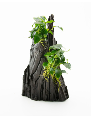 Anubias spp. Hills