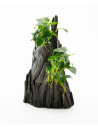 Anubias spp. Hills