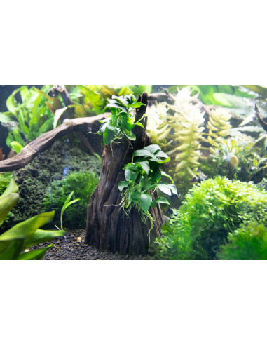 Anubias spp. Hills