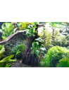 Anubias spp. Hills