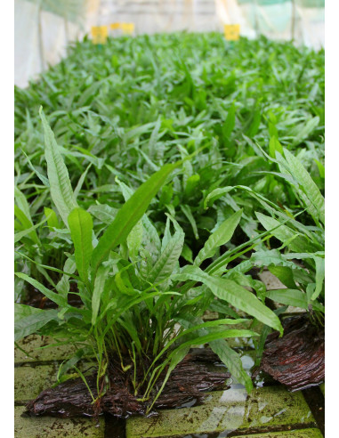 Microsorum pteropus