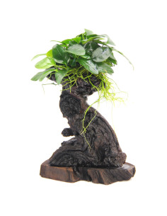 Anubias nana Mbuna S