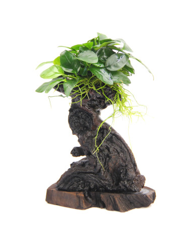 Anubias nana Mbuna S